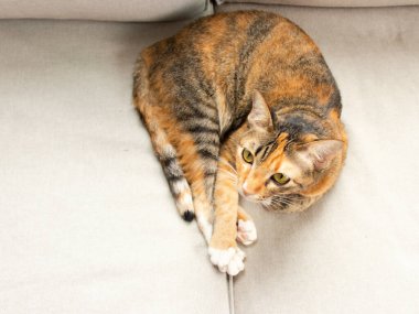 Üç renkli kedi uzanmış gri koltukta kameraya bakıyor.