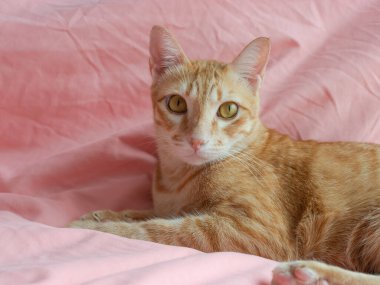Yatak odasındaki pembe yatağın üzerindeki kameraya bakan turuncu kedi.