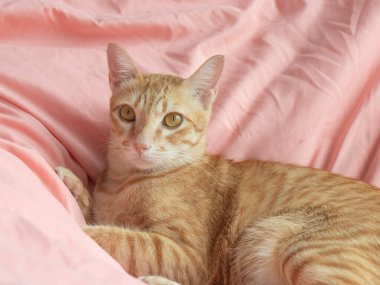 Yatak odasındaki pembe yatağın üzerindeki kameraya bakan turuncu kedi.