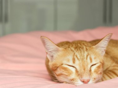 Yatak odasındaki pembe yatakta uyuyan turuncu kedi.