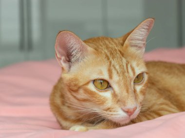 Yatak odasındaki pembe yatağa bakan turuncu kedi.