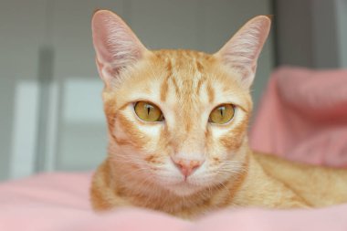 Yatak odasındaki pembe yatağa bakan turuncu kedi.