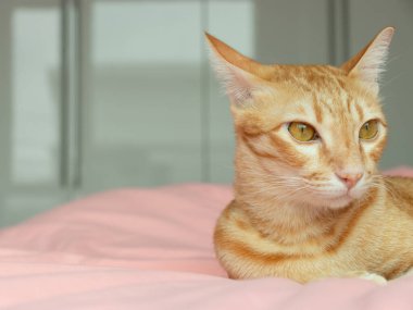 Yatak odasındaki pembe yatağa bakan turuncu kedi.