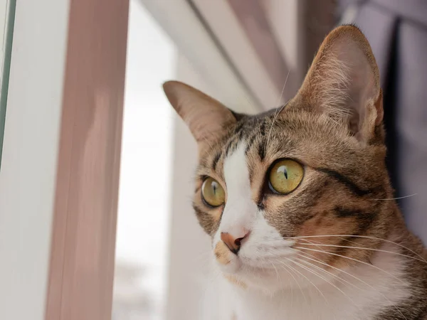 Γκρι Γάτα Κοιτάζοντας Προς Την Κάμερα Στο Ξύλινο Πάτωμα — Φωτογραφία Αρχείου