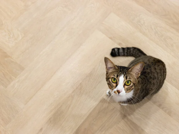 Gato Cinza Olhando Para Câmera Chão Madeira — Fotografia de Stock