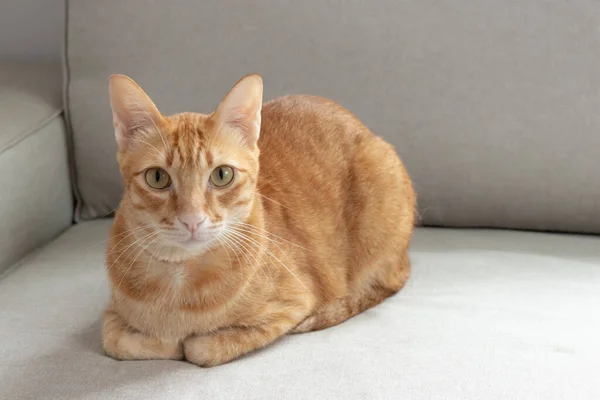 橙色的猫看着灰色沙发上的相机 — 图库照片