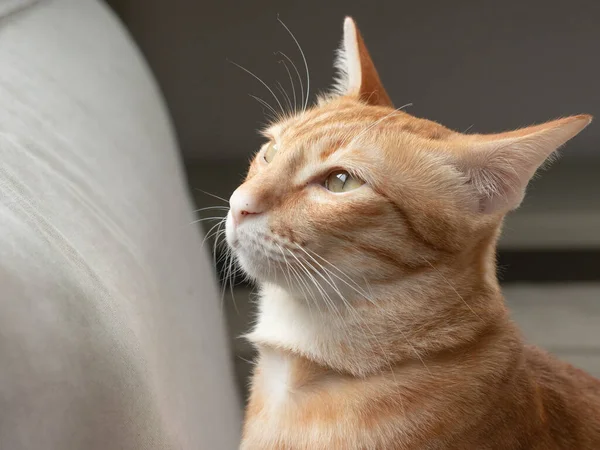 Gato Naranja Sentado Sofá Gris —  Fotos de Stock