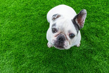 Evin içinde ve dışında oyun oynayan genç buldog yavruları var.