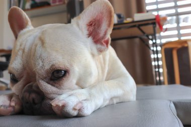 Evin içinde ve dışında oyun oynayan genç buldog yavruları var.