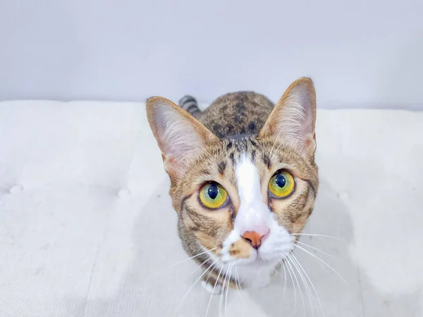 Gray White Cate Sitting Long Chair — Stock Photo, Image