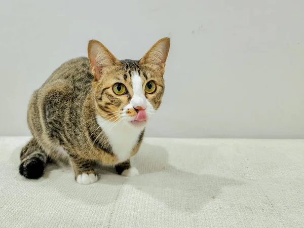 Graue Und Weiße Katze Sitzt Auf Dem Langen Stuhl — Stockfoto