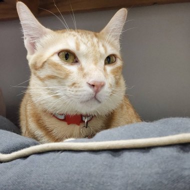 Yakından bakınca turuncu kedi yere uzanmış kameraya bakıyor.