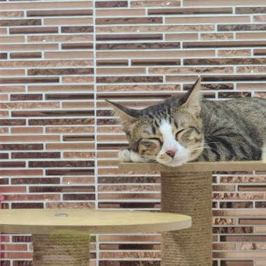 Gri ve beyaz kedi uyuyorlar