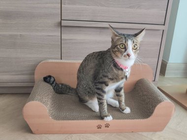 Gri ve beyaz kedi oturmuş kağıt oyuncağın üzerindeki kameraya bakıyor.