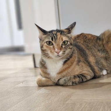 Siyah ve turuncu kedi yere uzanmış kameraya bakıyor.