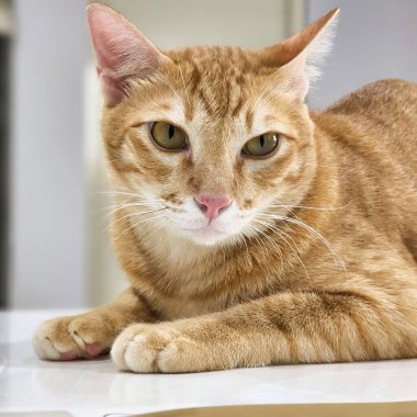 Kameraya bakan turuncu kediyi kapat.