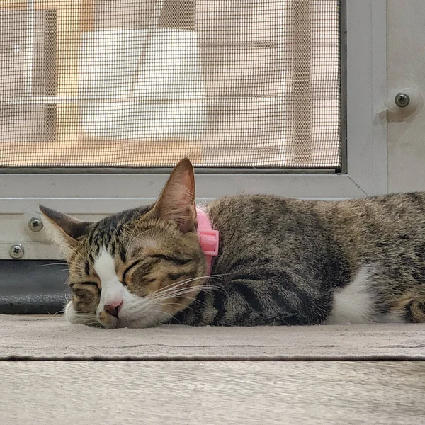 Cinza Branco Gato Dormindo Para Baixo — Fotografia de Stock