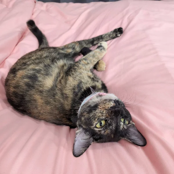 Черно Оранжевая Кошка Легла Спать Розовой Кровати — стоковое фото