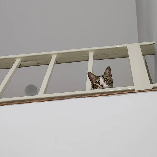 Gato Gris Blanco Mirando Hacia Abajo Cámara Desde Segundo Piso — Foto de Stock