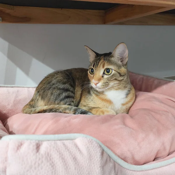 Schwarze Und Orangefarbene Katze Legt Sich Auf Das Rosa Bett — Stockfoto