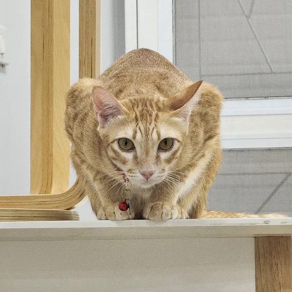 Orange Cat Looking Camera Table Acting Ready Flight — Stock Photo, Image