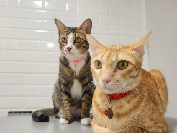 Gato Gris Blanco Gato Naranja Mirando Juntos —  Fotos de Stock