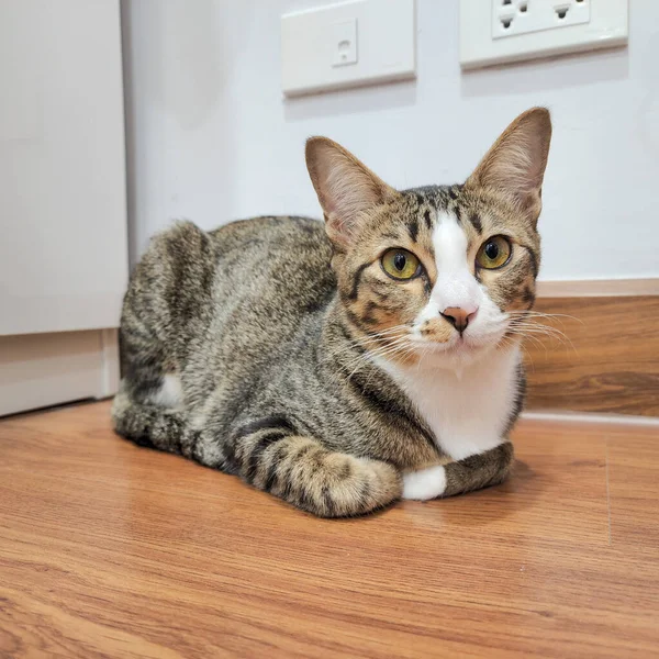 Gray White Cat Looking Camera — Stock Photo, Image