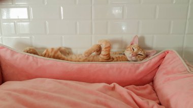 Bir kedi yavrusu yere yattı. Pembe yatakta ve beyaz fayans duvarının önünde uyudu.