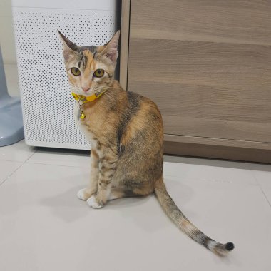 turuncu ve gri kedicik bakıyor