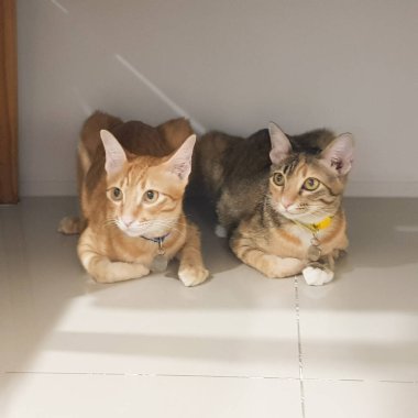 İki kedi yere uzanmış bakıyor.