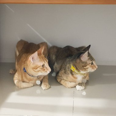 İki kedi yere uzanmış bakıyor.