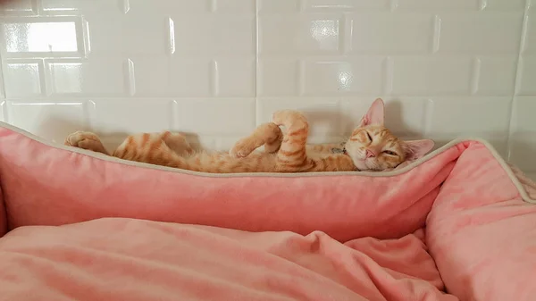 Satu Kucing Oreange Berbaring Tidur Tempat Tidur Merah Muda Dan — Stok Foto