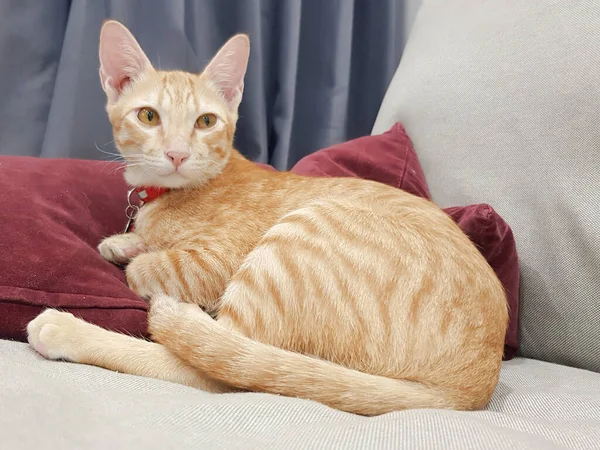 关闭橙色猫咪躺在红色枕头和灰色沙发上看 — 图库照片