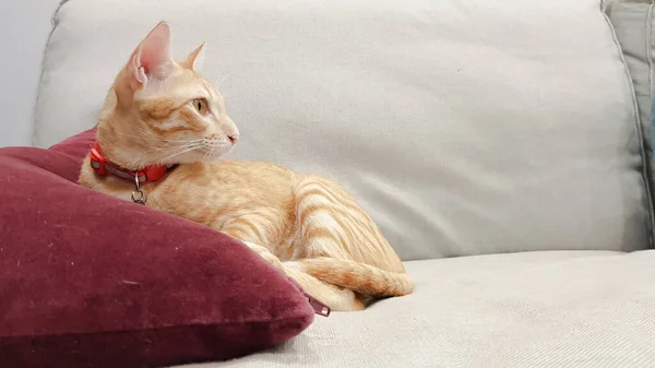 Orange Kitty Cat Laying Red Pillow Gray Sofa Looking — Stock Photo, Image