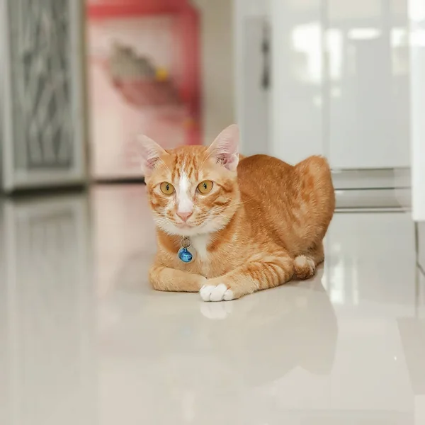 カメラを向けると床にはオレンジと白の猫が横たわっていました — ストック写真