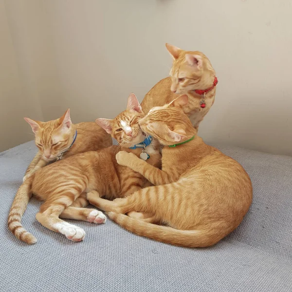 Vier Orangefarbene Katzen Spielen Auf Der Grauen Soda Schlafzimmer — Stockfoto