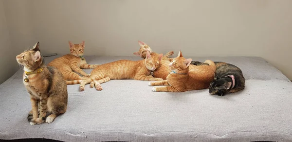 Шість Кішок Грають Сірому Ліжку — стокове фото