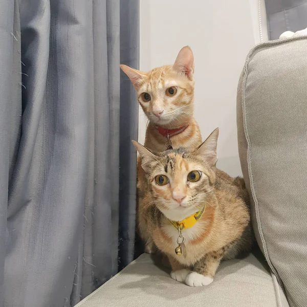 Two Cat Sitting Looking Left Smiling Smile — Stock Photo, Image