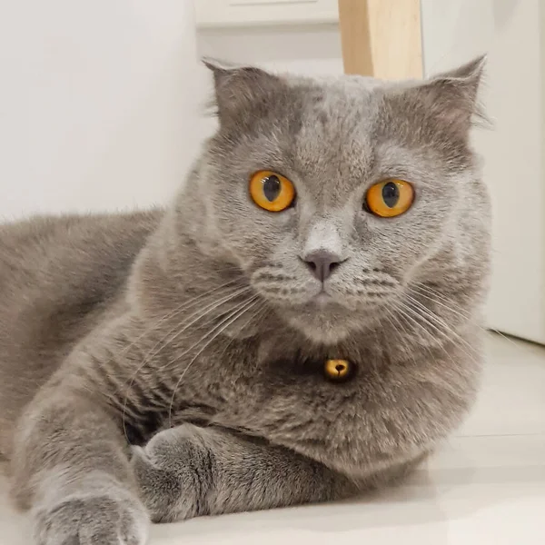 Pisică Albastră Ochi Portocalii Așezată Podea Căutarea Camerei — Fotografie, imagine de stoc