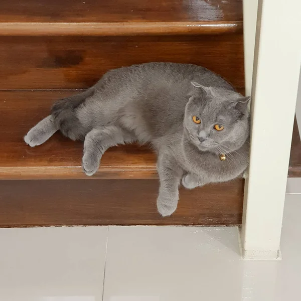 Gato Azul Com Olho Laranja Deitado Escada Madeira — Fotografia de Stock