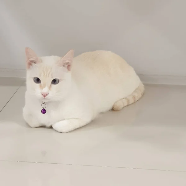 Gato Blanco Acostado Suelo Mirando — Foto de Stock