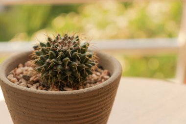 Küçük tencereye kaktüs koy ve ahşap masaya yakın tut.