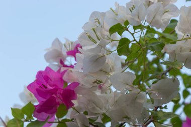 Ağaçtaki pembe ve beyaz çiçeği kapat.