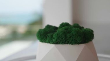 Yeşil yosunlu alçı tenceresi arka planda dönüyordu. Makro çekim.