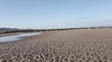 Sonbahar güneşli bir günde sahilde uçan martıların düşük açılı görüntüsü sudaki yansımalarıyla.