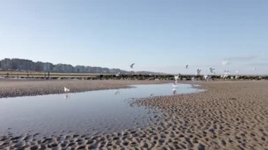 Sonbahar güneşli bir günde sahilde uçan martıların düşük açılı görüntüsü sudaki yansımalarıyla.