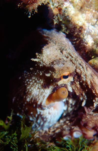 Closeup Octopus His Eye Watching Camera — Stock Photo, Image