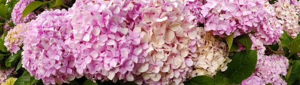 Fullframe Panorama Blooming Pink Hortensia Summertime — Stock Photo, Image
