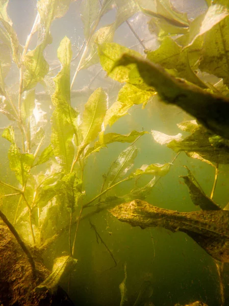 Closeup Freshwater Underwaterplants Fish Swiming Sun Backlighting — Stock Photo, Image