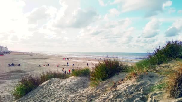 Highangle View Dune Sawgrass Beach Koksijde Belgian Coast Warm Autumnal — Stock Video